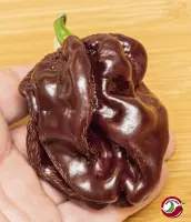 Habanero, Chocolate Giant