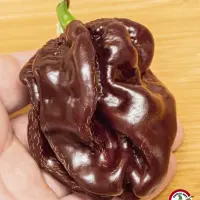 Habanero, Chocolate Giant