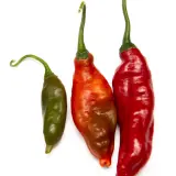 Cumari Colorado Red F7