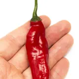 Cumari Colorado Red F7