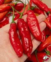 Cumari Colorado Red F7