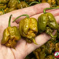 Carolina Reaper, Mustard