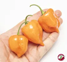 Habanero Mild Orange