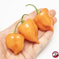 Habanero Mild Orange