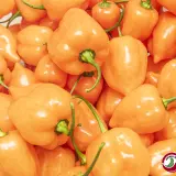Habanero Mild Orange