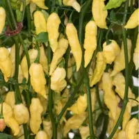 Bhut Jolokia, White