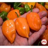 Habanero, Orange