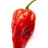 Naga Morich 