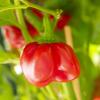 Scotch Bonnet Safi 
