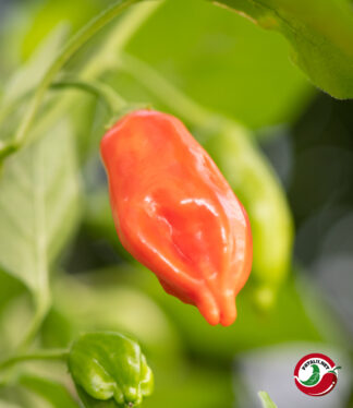 Tepin x Lemon Drop (F7)