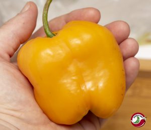 Rocoto, Riesen Yellow