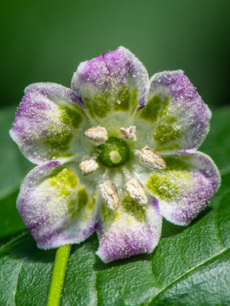 20 x Aji Flor Morado