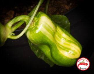 Chilimix: Candy Cane