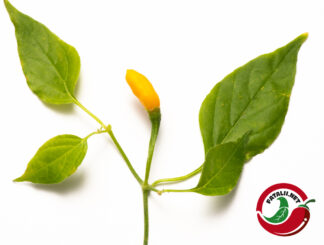 Cumari Amarillo, Purple Flower