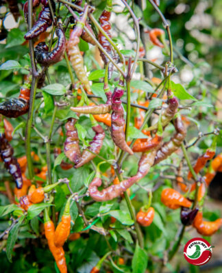 Murupi Purple (Dehydrated Chili)– 100g