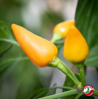 Jannen Chilipensas: Pequin Orange