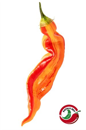 20 x Sugar Rush, Stripey – (Generation LATE 2022)