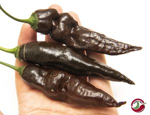 Mr. Hankey (CGN 23209)