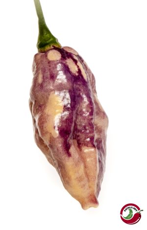 Chilimix: Mystic Nebula