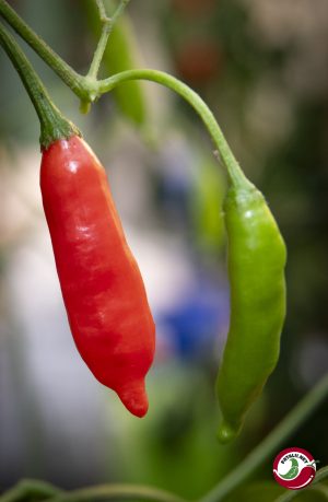 Chilimix: Aji Piura