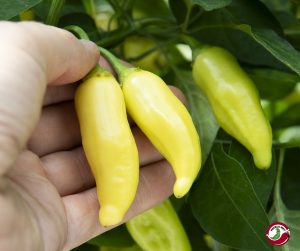 Chilimix: Aji Finlandia Yellow