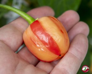 Chilimix: Peppapeach Stripey