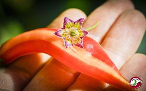 20 x Flor Morado Stripey F4