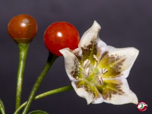 Capsicum flexuosum Monteiro Lobato