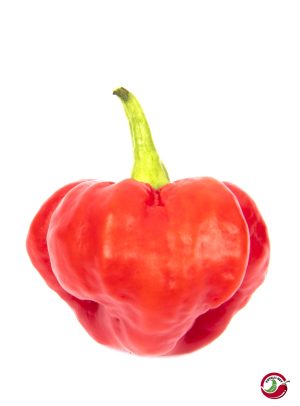 Scotch Bonnet MOA Red