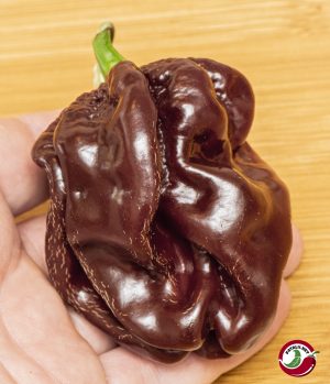Habanero, Chocolate Giant